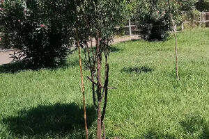 اتفاق ناگوار برای یک نوزاد در پارک سیمرغ رشت