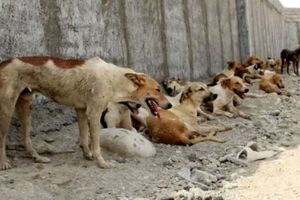 حمله گله‌ای سگ‌ها زن جوان را راهی بیمارستان کرد