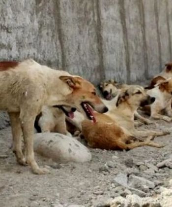 حمله گله‌ای سگ‌ها زن جوان را راهی بیمارستان کرد