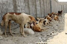 حمله گله‌ای سگ‌ها زن جوان را راهی بیمارستان کرد
