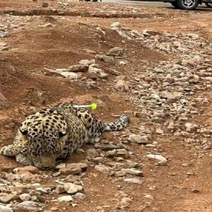مرگ یک قلاده پلنگ در برخورد با قطار