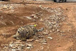مرگ یک قلاده پلنگ در برخورد با قطار