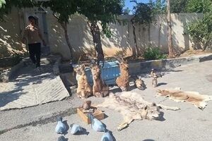 انهدام باند بزرگ شکارچیان در چهارمحال و بختیاری