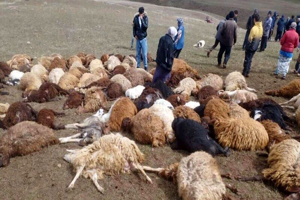 تلف شدن ۲۵ رأس دام با صاعقه