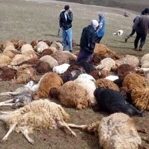 تلف شدن ۲۵ رأس دام با صاعقه