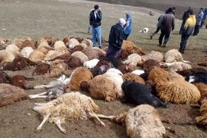 تلف شدن ۲۵ رأس دام با صاعقه