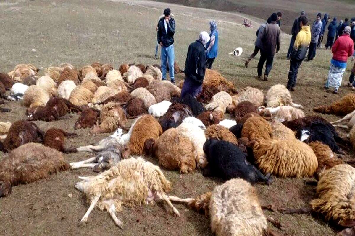 تلف شدن ۲۵ رأس دام با صاعقه