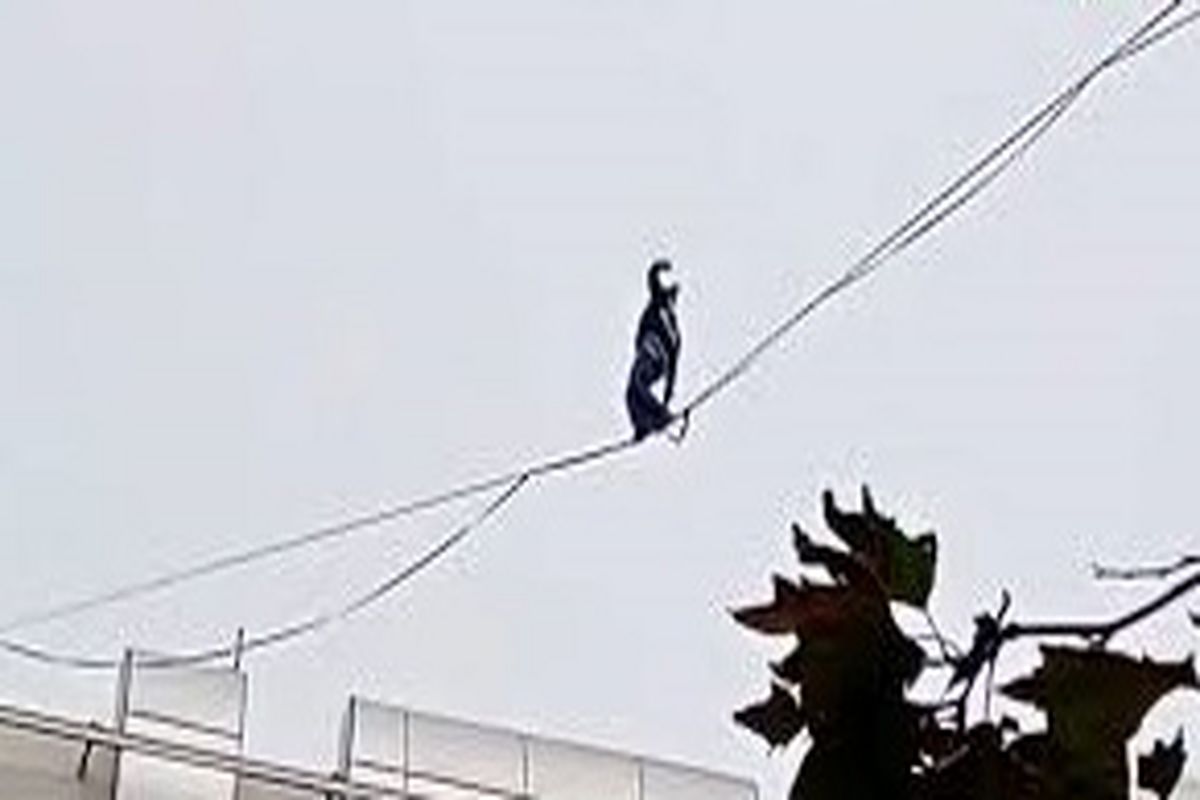 حرکت خطرناک دختر جوان روی سیم‌های بین ساختمان/ ویدئو