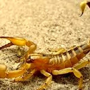 نجات دشوار زن جوان از خطر مرگ با عقرب‌گزیدگی