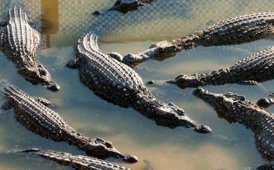فرار ده‌ها کروکودیل را از یک مزرعه در چین