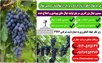 خرید نهال انگور زودبازده، سرمایه گذاری پر سود و باغی ماندگار