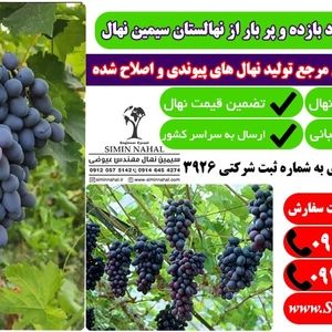 خرید نهال انگور زودبازده، سرمایه گذاری پر سود و باغی ماندگار
