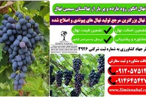 خرید نهال انگور زودبازده، سرمایه گذاری پر سود و باغی ماندگار