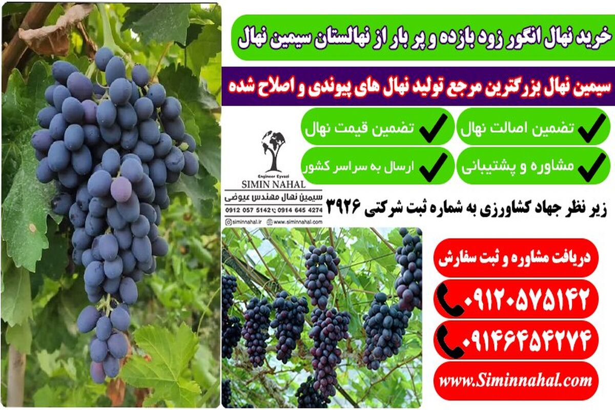 خرید نهال انگور زودبازده، سرمایه گذاری پر سود و باغی ماندگار