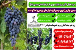 خرید نهال انگور زودبازده، سرمایه گذاری پر سود و باغی ماندگار