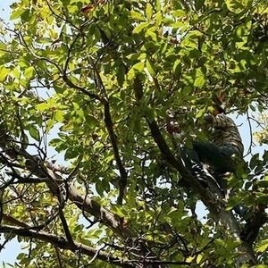 سقوط مرگبار یک کارگر گردوچین در تویسرکان 