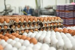 کشف ۵۰ تن تخم مرغ احتکار شده در قم