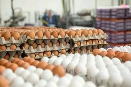 کشف ۵۰ تن تخم مرغ احتکار شده در قم