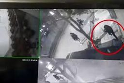 حمله به یک مرد جوان و زورگیری و قمه‌کشی در بلوار دانشجو مشهد/ ویدئو