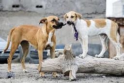 مرگ دلخراش کودک ۴ ساله با حمله سگ‌