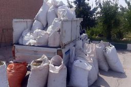 دستگیری 3 سارق با 500کیلو پسته در سیرجان