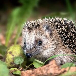 حکم بازداشت یک جوجه‌تیغی در کردستان عراق صادر شد