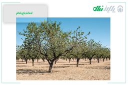 احداث باغ بادام از بزرگترین تولید کننده نهال بادام در ایران با یک قرن تجربه

