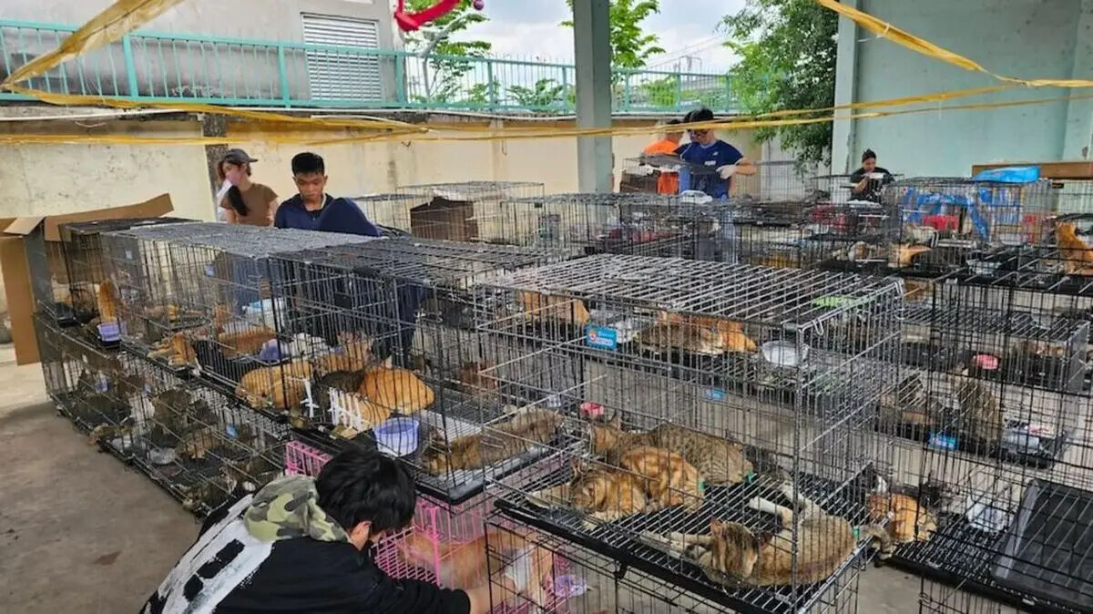 سرقت ۲۷۰۰ گربه برای فروش گوشت در ویتنام! 
