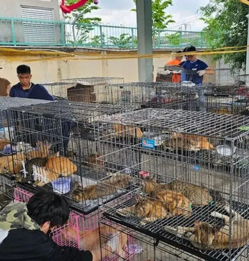سرقت ۲۷۰۰ گربه برای فروش گوشت در ویتنام! 