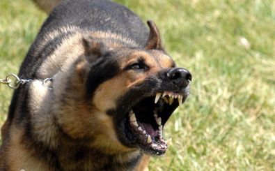 حمله خونین سگ های ولگرد به کودک 6 ساله سردشتی